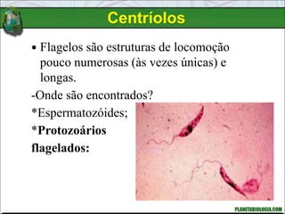  Flagelos são estruturas de locomoção
pouco numerosas (às vezes únicas) e
longas.
-Onde são encontrados?
*Espermatozóides;
*Protozoários
flagelados:
Centríolos
 