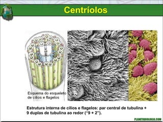 Centríolos
Estrutura interna de cílios e flagelos: par central de tubulina +
9 duplas de tubulina ao redor (“9 + 2”).
 