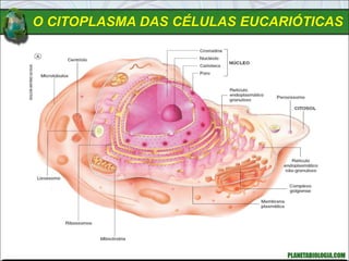 O CITOPLASMA DAS CÉLULAS EUCARIÓTICAS
 