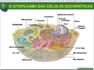 O CITOPLASMA DAS CÉLULAS EUCARIÓTICAS
 