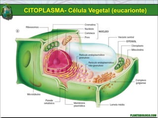 CITOPLASMA- Célula Vegetal (eucarionte)
 