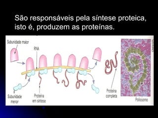 São responsáveis pela síntese proteica,
isto é, produzem as proteínas.
 