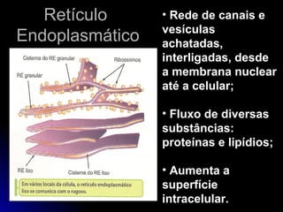 RetículoRetículo
EndoplasmáticoEndoplasmático
• Rede de canais e
vesículas
achatadas,
interligadas, desde
a membrana nuclear
até a celular;
• Fluxo de diversas
substâncias:
proteínas e lipídios;
• Aumenta a
superfície
intracelular.
 