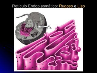Retículo Endoplasmático:Retículo Endoplasmático: RugosoRugoso ee LisoLiso
 
