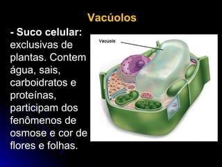 Vacúolos
- Suco celular:
exclusivas de
plantas. Contem
água, sais,
carboidratos e
proteínas,
participam dos
fenômenos de
osmose e cor de
flores e folhas.
 