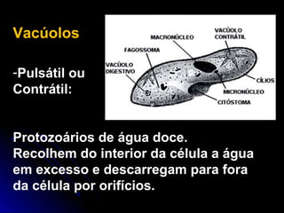 Vacúolos
-Pulsátil ou
Contrátil:
Protozoários de água doce.
Recolhem do interior da célula a água
em excesso e descarregam para fora
da célula por orifícios.
 