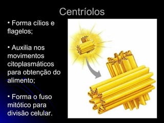 CentríolosCentríolos
• Forma cílios e
flagelos;
• Auxilia nos
movimentos
citoplasmáticos
para obtenção do
alimento;
• Forma o fuso
mitótico para
divisão celular.
 