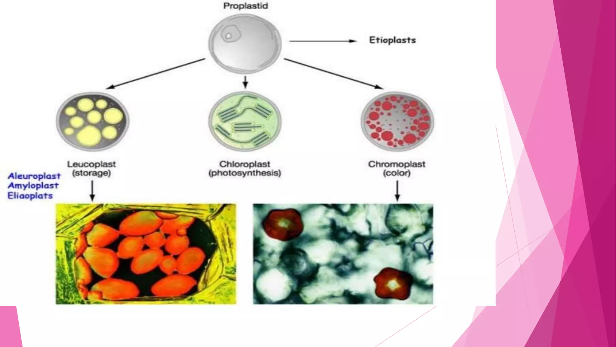 Citoplasma - parte 2