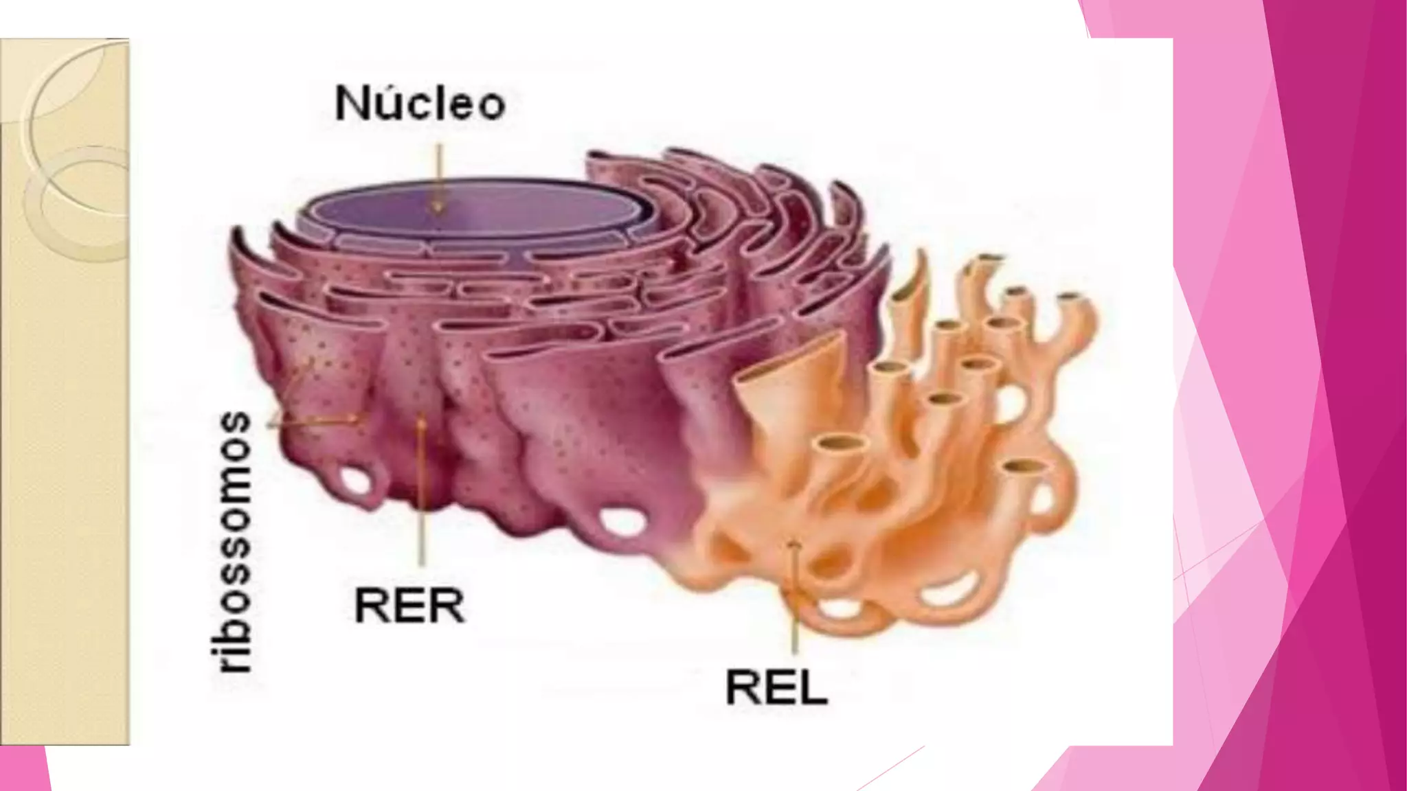 Citoplasma - parte 2