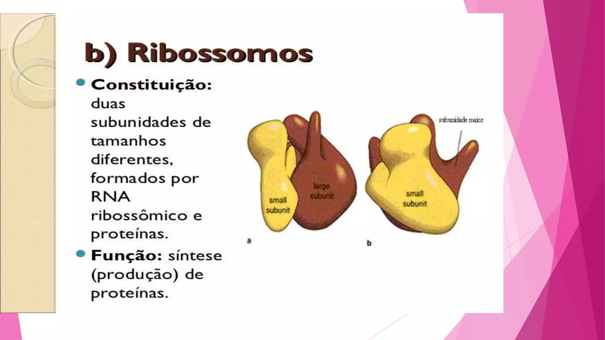 Citoplasma - parte 2