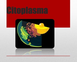 Citoplasma
 