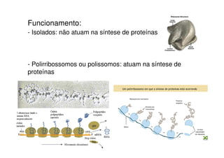 Funcionamento: 
- Isolados: não atuam na síntese de proteínas 
- Polirribossomos ou polissomos: atuam na síntese de 
proteínas 
 