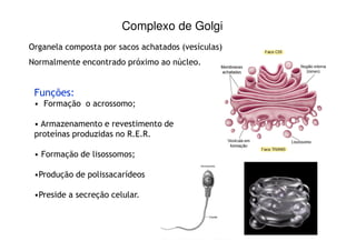 Complexo de Golgi 
Organela composta por sacos achatados (vesículas) 
Normalmente encontrado próximo ao núcleo. 
Funções: 
• Formação o acrossomo; 
• Armazenamento e revestimento de 
proteínas produzidas no R.E.R. 
• Formação de lisossomos; 
•Produção de polissacarídeos 
•Preside a secreção celular. 
 