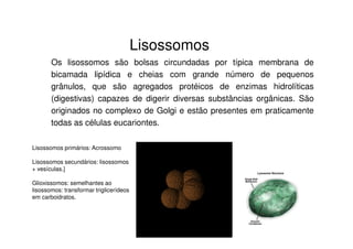 Lisossomos 
Os lisossomos são bolsas circundadas por típica membrana de 
bicamada lipídica e cheias com grande número de pequenos 
grânulos, que são agregados protéicos de enzimas hidrolíticas 
(digestivas) capazes de digerir diversas substâncias orgânicas. São 
originados no complexo de Golgi e estão presentes em praticamente 
todas as células eucariontes. 
Lisossomos primários: Acrossomo 
Lisossomos secundários: lisossomos 
+ vesículas.] 
Glioxissomos: semelhantes ao 
lisossomos: transformar triglicerídeos 
em carboidratos. 
 