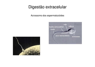 Digestão extracelular 
Acrossomo dos espermatozóides 
 
