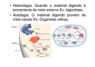 • Heterofagia: Quando o material digerido é 
proveniente do meio externo Ex: fagocitose. 
• Autofagia: O material digerido provém do 
meio celular Ex: Organelas velhas. 
 