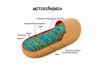 MITOCÔNDRIA 
 