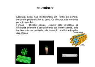 CENTRÍOLOS 
Estrutura dupla não membranosa em forma de cilindro, 
sendo um perpendicular ao outro. Os cilindros são formados 
por microtúbulos. 
Função – Divisão celular. Durante esse processo os 
centríolos orientam o deslocamento dos cromossomos, eles 
também são responsáveis pela formação de cílios e flagelos 
das células 
 