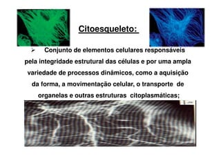 Citoesqueleto: 
 Conjunto de elementos celulares responsáveis 
pela integridade estrutural das células e por uma ampla 
variedade de processos dinâmicos, como a aquisição 
da forma, a movimentação celular, o transporte de 
organelas e outras estruturas citoplasmáticas; 
 