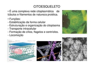 CITOESQUELETO 
• É uma complexa rede citoplasmática de 
túbulos e filamentos de natureza protéica. 
• Funções: 
- Estabilização da forma celular 
- Estruturação e organização do citoplasma 
- Transporte intracelular 
- Formação de cílios, flagelos e centríolos. 
- Locomoção 
 