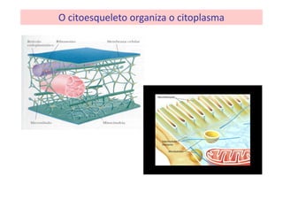 O citoesqueleto organiza o citoplasma 
 