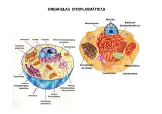 ORGANELAS CITOPLASMÁTICAS 
 