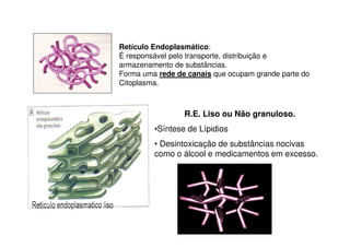 Retículo Endoplasmático: 
É responsável pelo transporte, distribuição e 
armazenamento de substâncias. 
Forma uma rede de canais que ocupam grande parte do 
Citoplasma. 
R.E. Liso ou Não granuloso. 
•Síntese de Lípidios 
• Desintoxicação de substâncias nocivas 
como o álcool e medicamentos em excesso. 
 