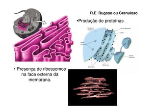 R.E. Rugoso ou Granuloso 
•Produção de proteínas 
• Presença de ribossomos 
na face externa da 
membrana. 
 