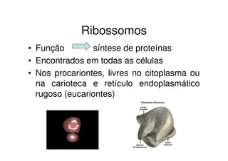 Ribossomos 
• Função síntese de proteínas 
• Encontrados em todas as células 
• Nos procariontes, livres no citoplasma ou 
na carioteca e retículo endoplasmático 
rugoso (eucariontes) 
 