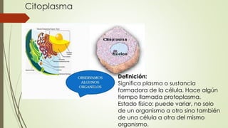 Citoplasma
Definición:
Significa plasma o sustancia
formadora de la célula. Hace algún
tiempo llamada protoplasma.
Estado físico: puede variar, no solo
de un organismo a otro sino también
de una célula a otra del mismo
organismo.
 