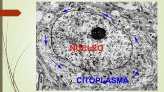 Citoplasma
 Estado físico del citoplasma: puede
variar, no sólo de un organismo a
otro sino también de una célula a
otra del mismo organismo.
 Estructura del citoplasma el
material coloidal del citoplasma
esta compuesto principalmente de
moléculas de proteínas y glóbulos
lipídicos.
 Se considera un sistema coloidal
heterogéneo. Ese plasma celular
consiste en un material coloidal, de
consistencia gelatinoso, contenido
entre la membrana
“citoplasmática” o celular que lo
rodea y la membrana que
envuelve al núcleo.
 Estado físico de “coloide” o
proteinoide (como la gelatina) el
citoplasma puede estar más sólido
o más líquido, cambiar de acuerdo
a la temperatura corporal y a las
necesidades de la célula para
“moldear” su estructura (ciclosis).
 