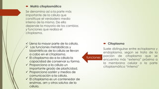  Matriz citoplasmática
Se denomina así a la parte más
importante de la célula que
constituye el verdadero medio
interno de la misma. De ella
depende la mayoría de los cambios
y funciones que realiza el
citoplasma.
 Citoplasma
Suele distinguirse entre ectoplasma y
endoplasma, según se trata de la
porción de citoplasma que se
encuentra más “externa” próxima a
la membrana celular o la parte
citoplasmática “interna”
funciones
 Llena la mayor parte de la célula.
 Las funciones metabólicas y
biosintéticas de la célula se llevan
a cabo en el citoplasma.
 El citoplasma da a la célula la
capacidad de conservar su forma.
 Proporciona a la célula un
importante grado de plasticidad.
 Proporciona sostén y medios de
comunicación a la célula.
 El citoplasma es un contenedor de
enzimas, arn y otros solutos de la
célula.
 