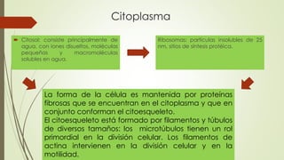 Citoplasma
 Citosol: consiste principalmente de
agua, con iones disueltos, moléculas
pequeñas y macromoléculas
solubles en agua.
Ribosomas: partículas insolubles de 25
nm, sitios de síntesis protéica.
La forma de la célula es mantenida por proteínas
fibrosas que se encuentran en el citoplasma y que en
conjunto conforman el citoesqueleto.
El citoesqueleto está formado por filamentos y túbulos
de diversos tamaños: los microtúbulos tienen un rol
primordial en la división celular. Los filamentos de
actina intervienen en la división celular y en la
motilidad.
 
