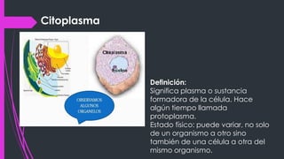 Citoplasma
Definición:
Significa plasma o sustancia
formadora de la célula. Hace
algún tiempo llamada
protoplasma.
Estado físico: puede variar, no solo
de un organismo a otro sino
también de una célula a otra del
mismo organismo.
 