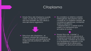 Citoplasma
 Estado físico del citoplasma: puede
variar, no sólo de un organismo a
otro sino también de una célula a
otra del mismo organismo.
 Estructura del citoplasma el
material coloidal del citoplasma
esta compuesto principalmente de
moléculas de proteínas y glóbulos
lipídicos.
 Se considera un sistema coloidal
heterogéneo. Ese plasma celular
consiste en un material coloidal, de
consistencia gelatinoso, contenido
entre la membrana
“citoplasmática” o celular que lo
rodea y la membrana que
envuelve al núcleo.
 Estado físico de “coloide” o
proteinoide (como la gelatina) el
citoplasma puede estar más sólido
o más líquido, cambiar de acuerdo
a la temperatura corporal y a las
necesidades de la célula para
“moldear” su estructura (ciclosis).
 