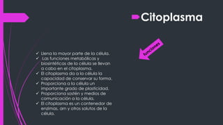 Citoplasma
 Llena la mayor parte de la célula.
 Las funciones metabólicas y
biosintéticas de la célula se llevan
a cabo en el citoplasma.
 El citoplasma da a la célula la
capacidad de conservar su forma.
 Proporciona a la célula un
importante grado de plasticidad.
 Proporciona sostén y medios de
comunicación a la célula.
 El citoplasma es un contenedor de
enzimas, arn y otros solutos de la
célula.
 
