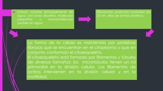  Citosol: consiste principalmente de
agua, con iones disueltos, moléculas
pequeñas y macromoléculas
solubles en agua.
Ribosomas: partículas insolubles de
25 nm, sitios de síntesis protéica.
La forma de la célula es mantenida por proteínas
fibrosas que se encuentran en el citoplasma y que en
conjunto conforman el citoesqueleto.
El citoesqueleto está formado por filamentos y túbulos
de diversos tamaños: los microtúbulos tienen un rol
primordial en la división celular. Los filamentos de
actina intervienen en la división celular y en la
motilidad.
 