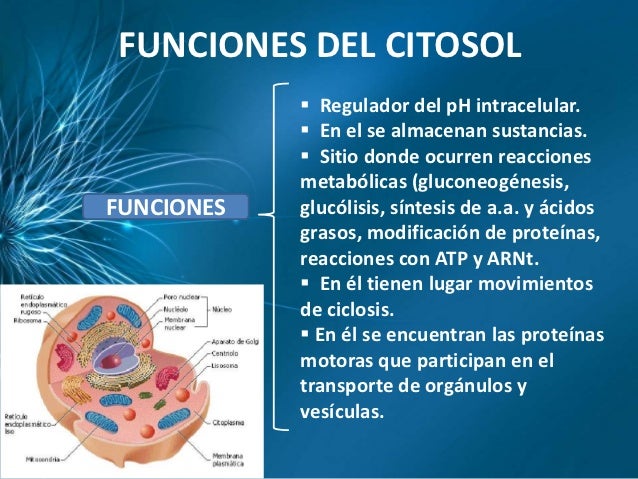 INST JOSE MARTI CITOPLASMA Y ORGANELOS