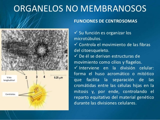 INST JOSE MARTI CITOPLASMA Y ORGANELOS BCM