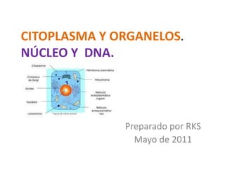 CITOPLASMA Y ORGANELOS.
NÚCLEO Y DNA.
Preparado por RKS
Mayo de 2011
 