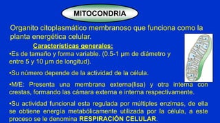 MITOCONDRIAS
Membrana
doble
Crestas
mitocondriales
Membrana
externa
Crestas
mitocondriales
Membrana
interna
Cámara
interna...