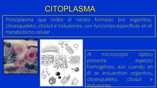 Protoplasma que rodea al núcleo formado por organitos,
citoesqueleto, citosol e inclusiones, con funciones específicas en ...