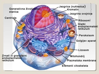 Generativna životinjska
stanica
Centriole
Jezgrina ovojnica
Jezgrica (nukleolus)
Kromatin
Zrnati ili granularni
endoplazma...
