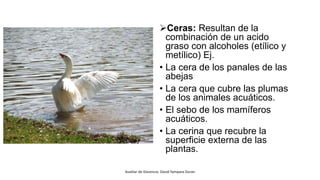 Ceras: Resultan de la
combinación de un acido
graso con alcoholes (etílico y
metílico) Ej.
• La cera de los panales de las
abejas
• La cera que cubre las plumas
de los animales acuáticos.
• El sebo de los mamíferos
acuáticos.
• La cerina que recubre la
superficie externa de las
plantas.
Auxiliar de Docencia: David Yampara Duran
 