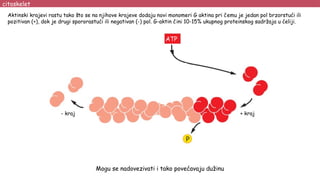 + kraj
- kraj
ATP
citoskelet
Aktinski krajevi rastu tako što se na njihove krajeve dodaju novi monomeri G aktina pri čemu je jedan pol brzorstući ili
pozitivan (+), dok je drugi spororastući ili negativan (-) pol. G-aktin čini 10-15% ukupnog proteinskog sadržaja u ćeliji.
Mogu se nadovezivati i tako povećavaju dužinu
 