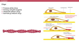 citoskelet
Uloge:
 Promena oblika ćelije
 Kretanju ćelijskih organela
 Ameboidni pokreti ćelija
 Kontrakcija mišićnih ćelija
 
