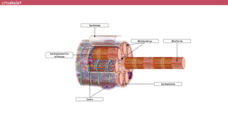 Sarkolema
Mitohondrije
Sarkoplazmatični
retikulum
Jedra
Sarkoplazma
Miofibrila
citoskelet
 
