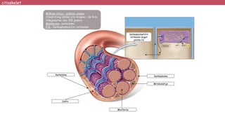 Sarkolema
Miofibrila
Sarkoplazmatični
retikulum bogat
jonima Ca
Mitohondrije
Jedro
Sarkoplazma
Mišićna ćelija – mišićno vlakno
Cilindričnog oblika vrlo krupne – do 4cm
Višejedarne; oko 100 jedara
Membrana- sarkolema
E.R.- Sarkoplazmatični retikulum
Mišićna ćelija – mišićno vlakno
Cilindričnog oblika vrlo krupne – do 4cm
Višejedarne; oko 100 jedara
Membrana- sarkolema
E.R.- Sarkoplazmatični retikulum
citoskelet
 