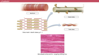 Debela vlakna
Tanka vlakna
Miofibrila
Odnos tankih i debelih vlakana je 2 : 1
Mikroskopski prikaz porečno – prugastog mišićnog tkiva
citoskelet
 