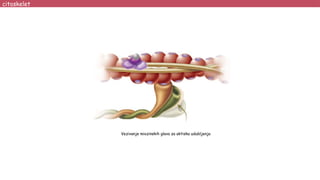 Vezivanje miozinskih glava za aktiska udubljenja
citoskelet
 